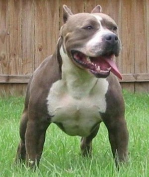 Un pitbull