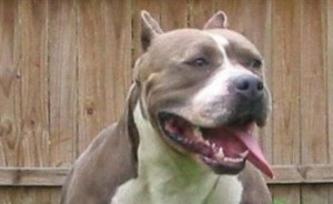Un pitbull