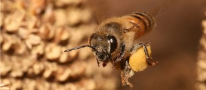 Pollini