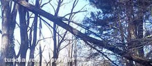 L'albero pericolante nel parco pubblico Poggio Nibbio