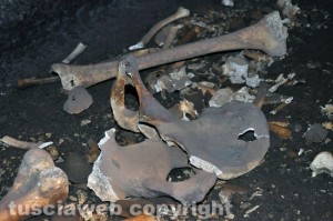 Tuscania - Resti umani in una tomba etrusca