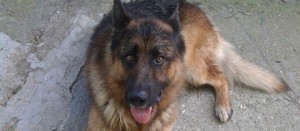 Rex