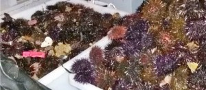 I ricci sequestrati