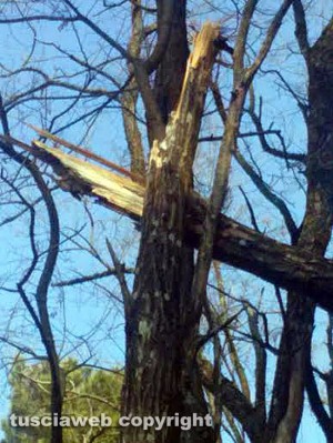 L'albero pericolante nel parco pubblico Poggio Nibbio