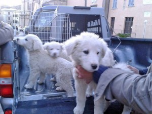 Tarquinia - I cuccioli abbandonati il 9 aprile