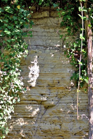 Parco del Treja - Diatomite, roccia sedimentaria