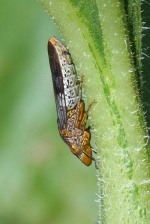 Un insetto che porta la Xylella sulle piante