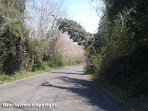 Carbognano - Albero pericolante su strada provinciale Massarella