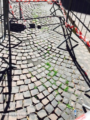 Viterbo - L'erba tra i sampietrini di via Matteotti