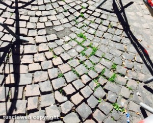 Viterbo - L'erba tra i sampietrini di via Matteotti