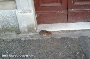 Viterbo - Un topo baldanzoso in via Vicenza