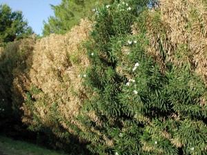 Un oleandro colpito da Xylella