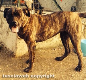 Bagnaia - La femmina di cane corso abbandonata al canile
