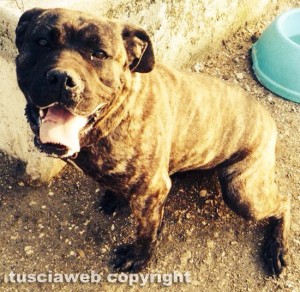 Bagnaia - La femmina di cane corso abbandonata al canile