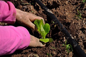Confcooperative - Un orto "Con i piedi per terra"