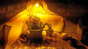 Capranica - Le piante ritrovate nella serra