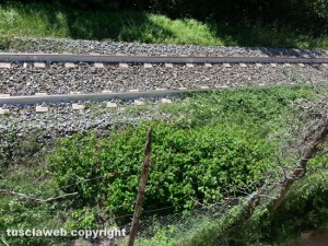 Vignanello - Erba alta vicino ai binari della stazione