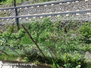 Vignanello - Erba alta vicino ai binari della stazione