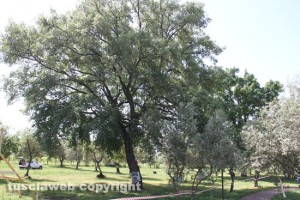 Viterbo - Santa Barbara - Il parco delle querce