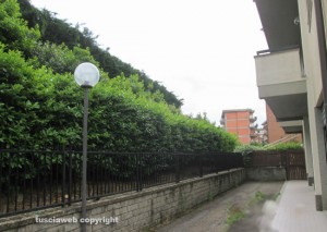 Viterbo - Via Monti Cimini - Le siepi che coprono la visuale del palazzo