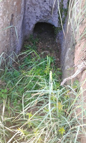 Viterbo - Erba alta nelle tombe di Castel d'Asso