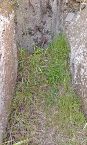 Viterbo - Erba alta nelle tombe di Castel d'Asso
