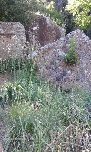 Viterbo - Erba alta nelle tombe di Castel d'Asso