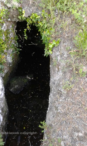 Viterbo - Erba alta nelle tombe di Castel d'Asso