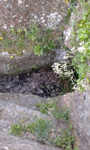 Viterbo - Erba alta nelle tombe di Castel d'Asso