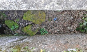 Viterbo - Erba alta nelle tombe di Castel d'Asso
