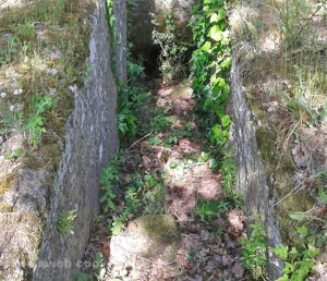 Viterbo - Erba alta nelle tombe di Castel d'Asso