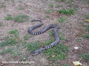 Tuscania - Un serpente nel parco di via caduti di Nassiriya
