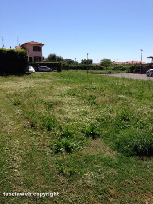 Tuscania - Erba alta nel parco di via caduti di Nassiriya