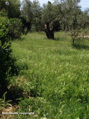 Tuscania - Erba alta nel parco di via caduti di Nassiriya