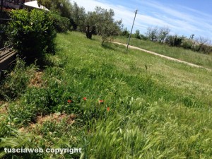 Tuscania - Erba alta nel parco di via caduti di Nassiriya