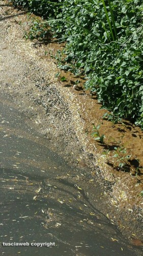 Montefiascone - L'acqua sporca del lago