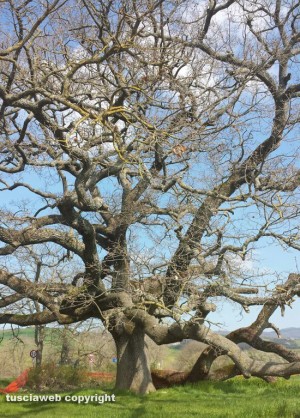 Quercia delle streghe a Pienza