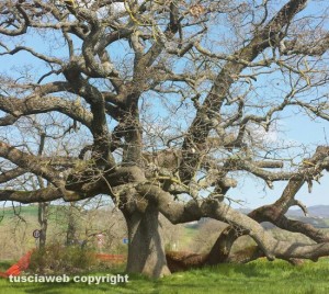 Quercia delle streghe a Pienza