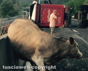 Orte - Camion carico di bovini si ribalta sulla A1
