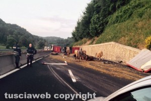 Orte - Camion carico di bovini si ribalta sulla A1