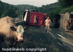 Orte - Camion carico di bovini si ribalta sulla A1