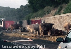 Orte - Camion carico di bovini si ribalta sulla A1