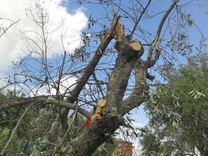 Gli ulivi al parco delle Querce dopo i lavori