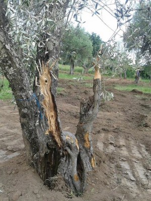Gli ulivi al parco delle Querce dopo i lavori