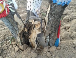 Gli ulivi danneggiati al parco delle Querce