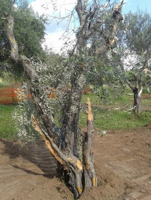 Gli ulivi al parco delle Querce dopo i lavori