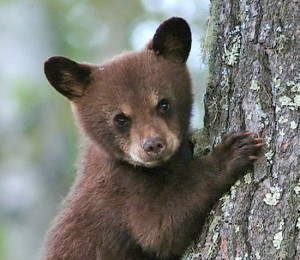 Un cucciolo di orso