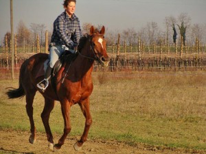 Il cavallo sportivo