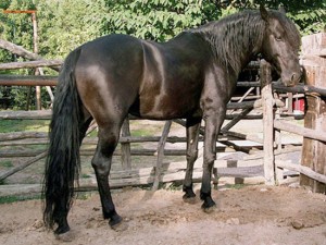Un cavallo tolfetano