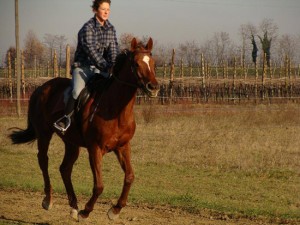Un cavallo
